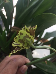 Grammatophyllum scriptum