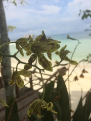 Grammatophyllum scriptum