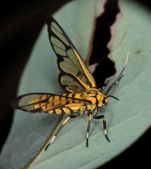 Amata grotei