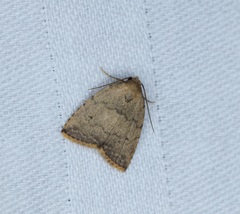 Anachrostis