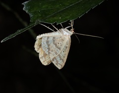 Synegia eumeleata