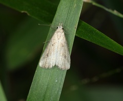 Luceria striata