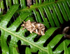 Callopistria exotica