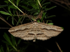 Euphronarcha luxaria