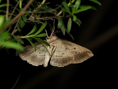Euphronarcha luxaria