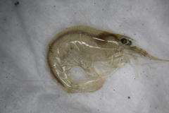 Neocaridina ketagalan