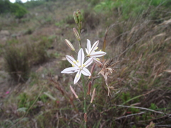 Trachyandra asperata