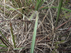 Trachyandra asperata