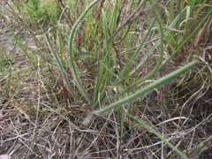 Trachyandra asperata