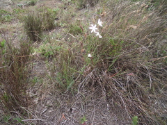 Trachyandra asperata