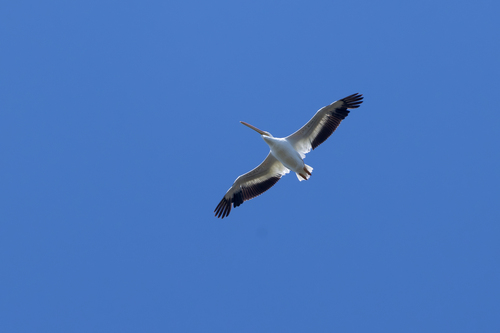 American White Pelican photographed in New York