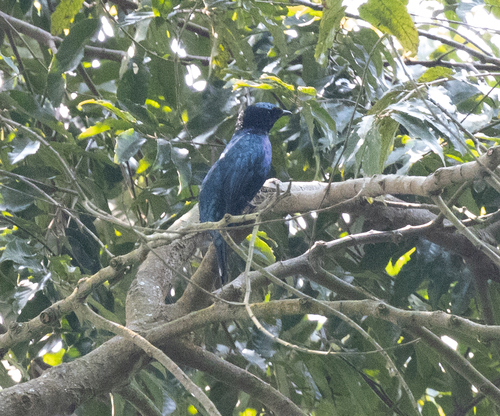Purple-throated Cuckooshrike (Campephaga quiscalina)