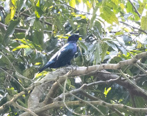 Purple-throated Cuckooshrike (Campephaga quiscalina), photo 2