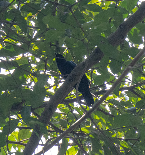 Purple-throated Cuckooshrike (Campephaga quiscalina), photo 3