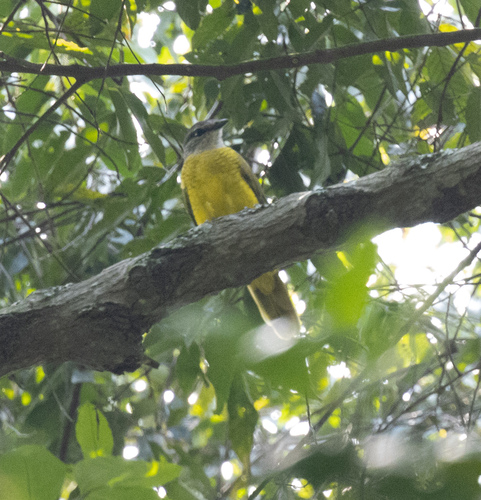 Purple-throated Cuckooshrike (Campephaga quiscalina), photo 4