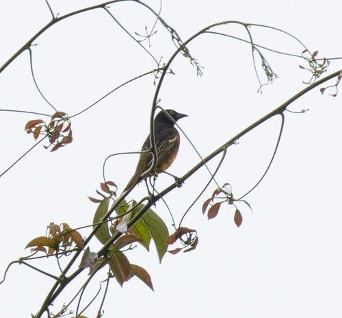 Weyns's Weaver (Ploceus weynsi), photo 4