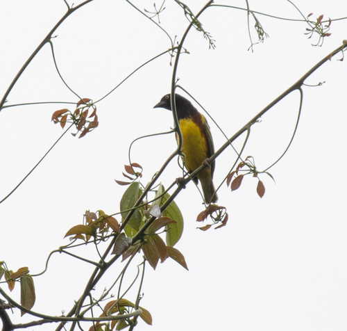 Weyns's Weaver (Ploceus weynsi), photo 8