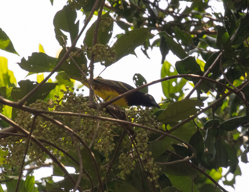 Weyns's Weaver (Ploceus weynsi), photo 5