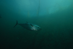 Southern Bluefin Tuna photo 3