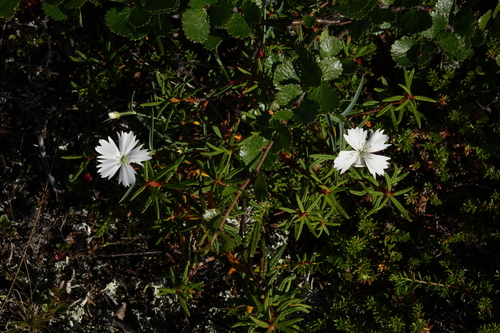 Dianthus repens, photograph 3