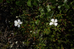 Dianthus repens, photograph (c) Oleg Kosterin, some rights reserved (CC BY)