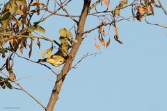 Chloris chloris