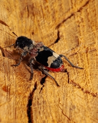 Clerus mutillarius