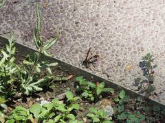 Phimenes flavopictus formosanus