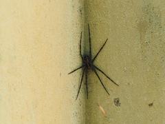 Dolomedes mizhoanus