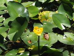Nuphar japonica