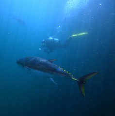 Southern Bluefin Tuna photo 2