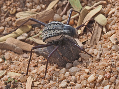 Stenocara gracilipes