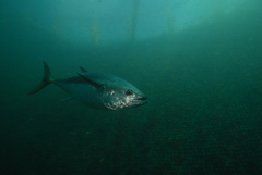 Southern Bluefin Tuna photo 1