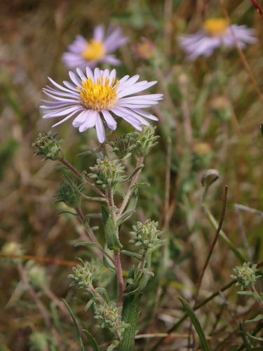 Symphyotrichum campestre