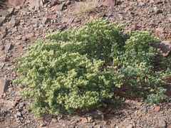 Tetraena decumbens image