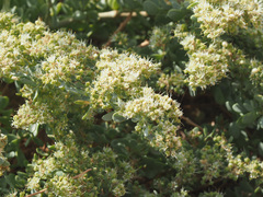 Tetraena decumbens image