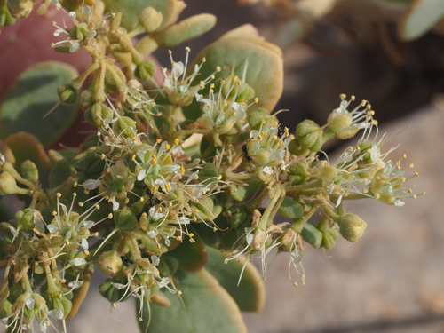 Tetraena decumbens image