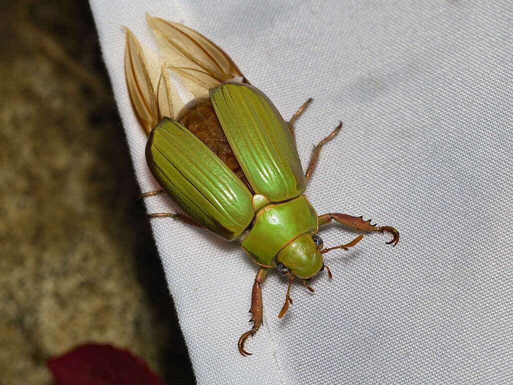 Chrysina tricolor