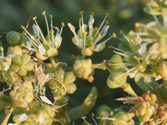 Tetraena decumbens image