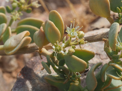 Tetraena decumbens image