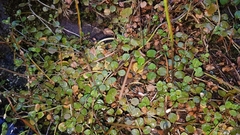Epilobium nerteroides