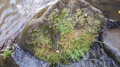 Epilobium nerteroides