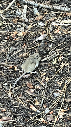 iNaturalist observation photo of Western Deer Mouse
