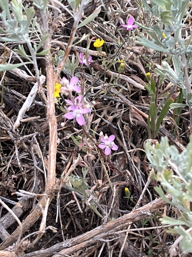 iNaturalist observation photo of flowering plants