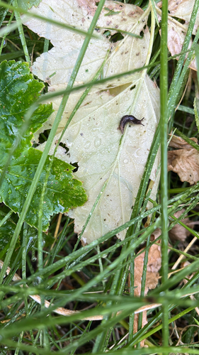 iNaturalist observation photo of Meadow Slug