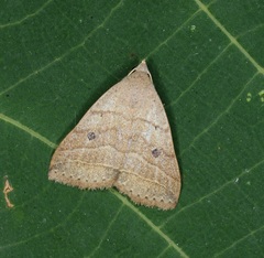Bocula caradrinoides