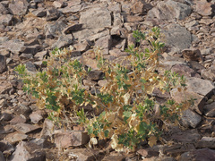 Kissenia capensis image