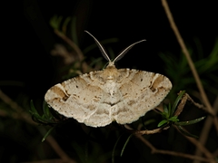 Syneora hemeropa