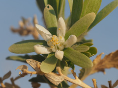 Kissenia capensis image