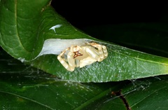 Thomisus okinawensis